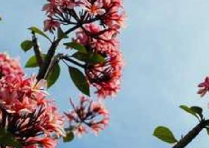 《阅读的艺术：从文字到智慧》